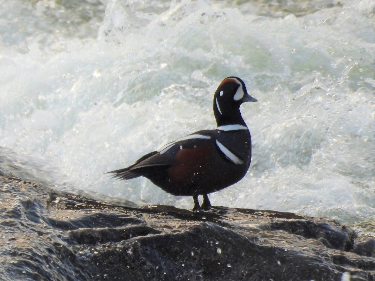 kačka strakatá - ML514994541