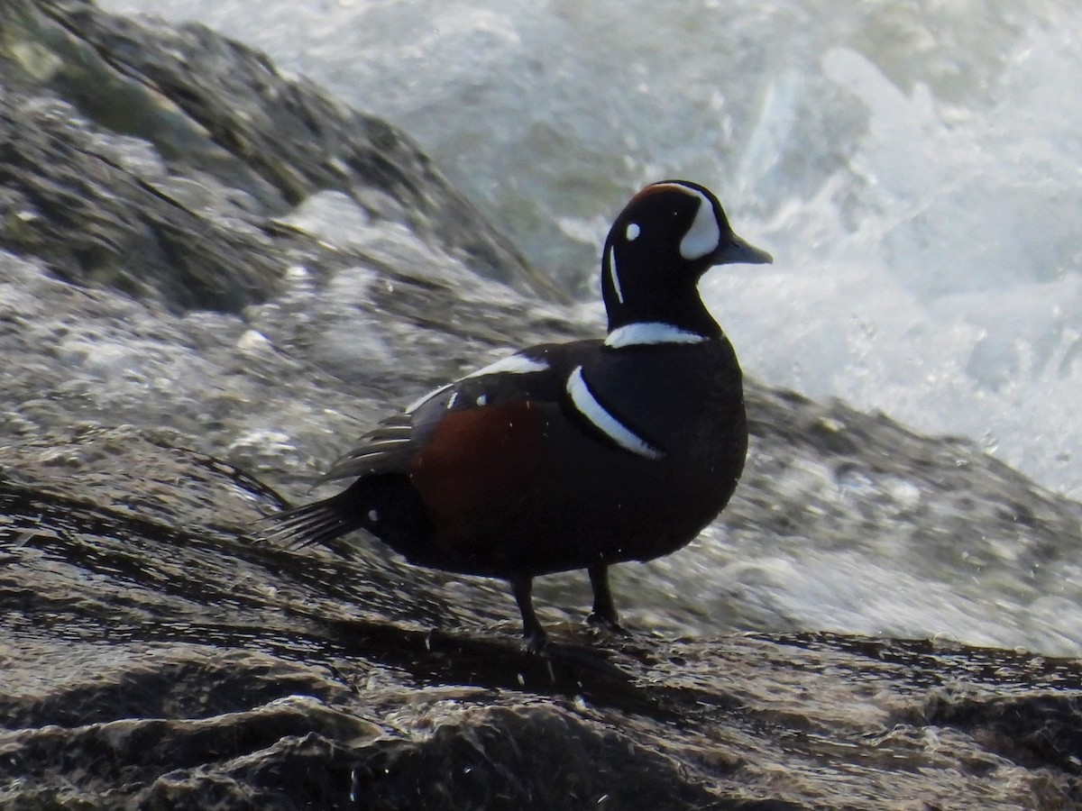 kačka strakatá - ML514994551