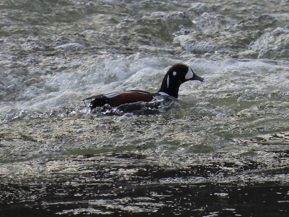 kačka strakatá - ML514994561