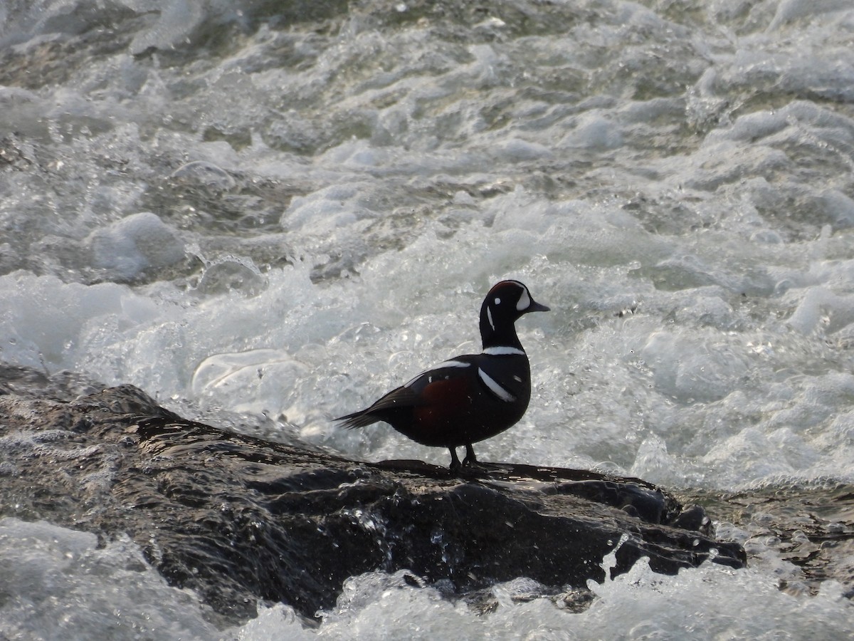 kačka strakatá - ML514994581