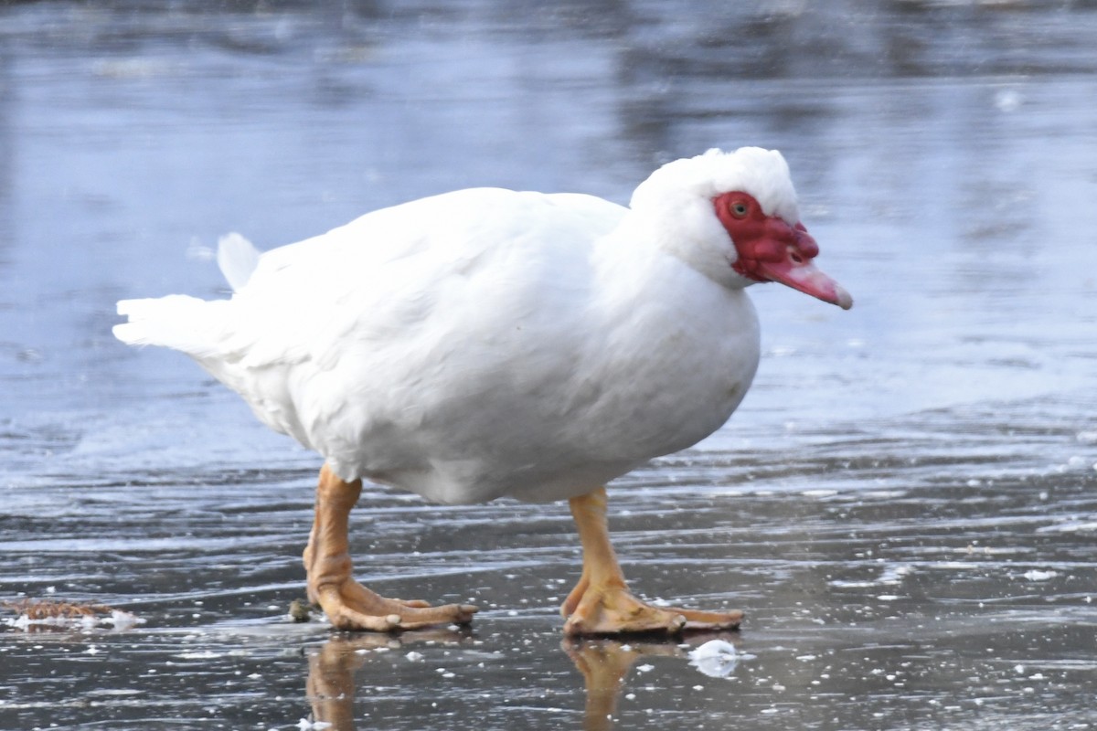 Muscovy Duck (Domestic type) - Kent Kleman