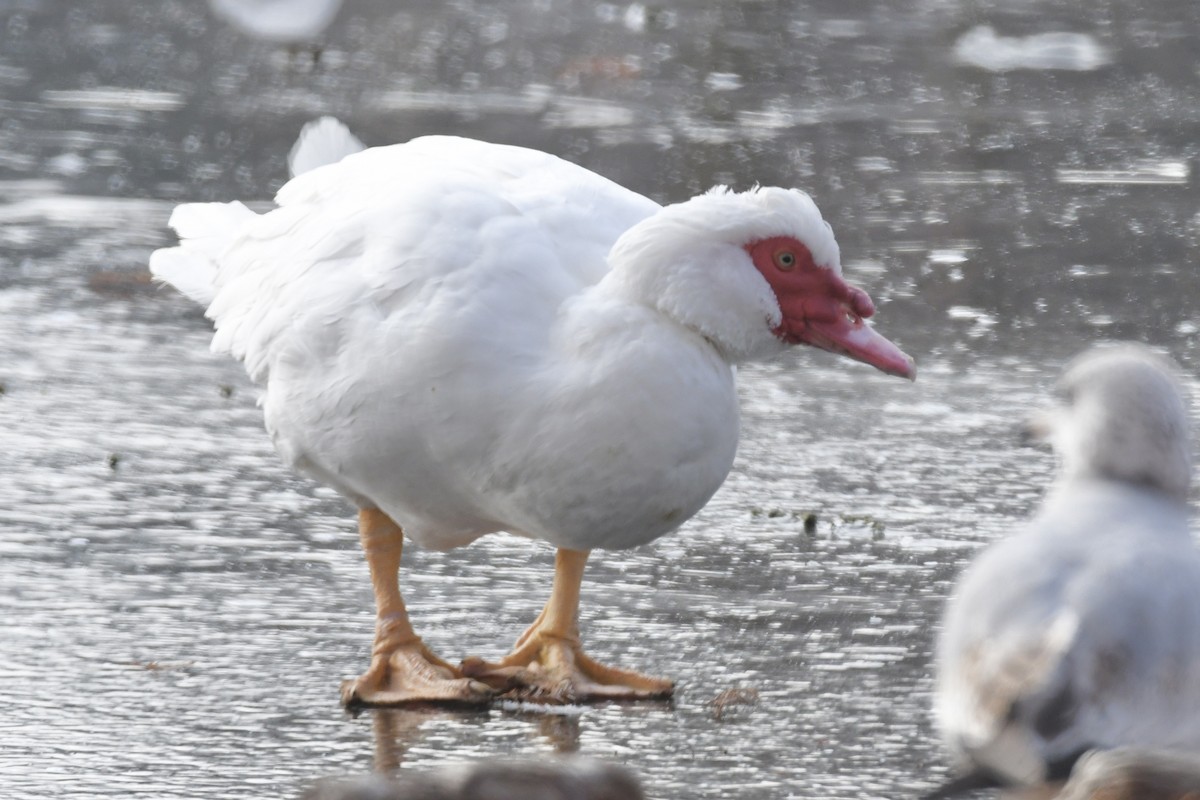 Muscovy Duck (Domestic type) - Kent Kleman