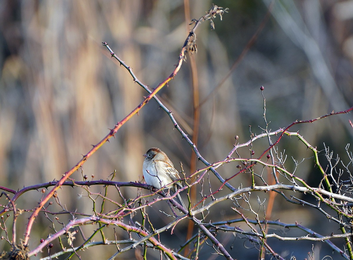 Field Sparrow - ML514995471