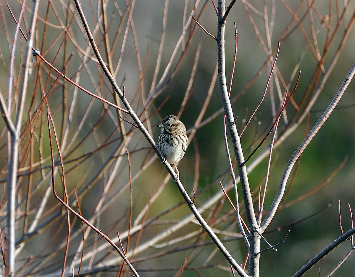 Song Sparrow - ML514995661