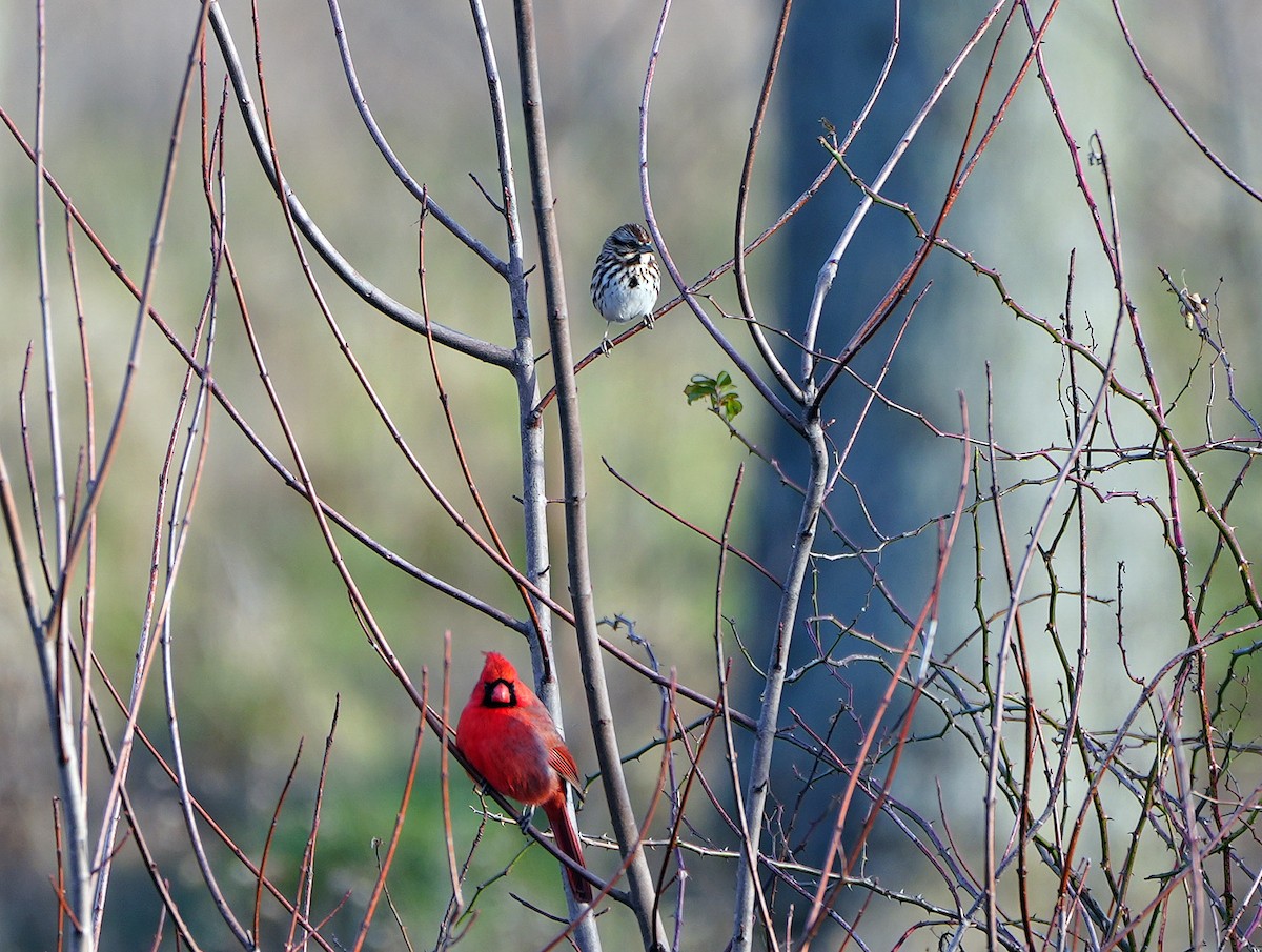 Northern Cardinal - ML514995801