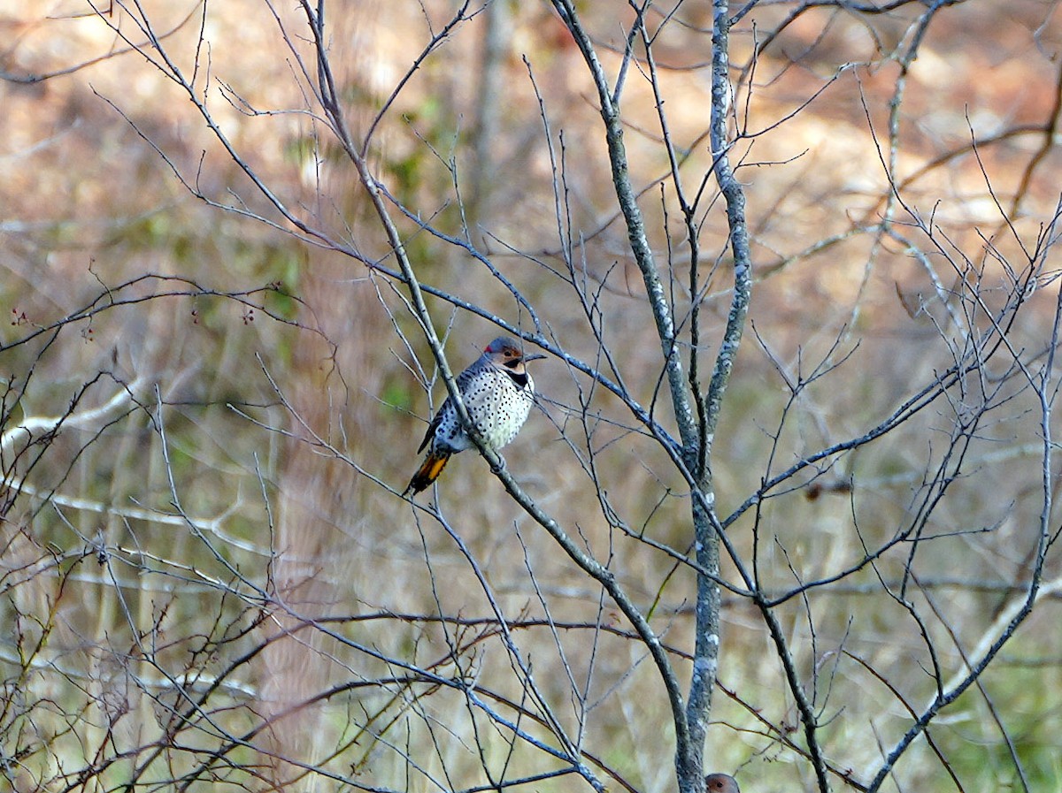 Northern Flicker - ML514996131