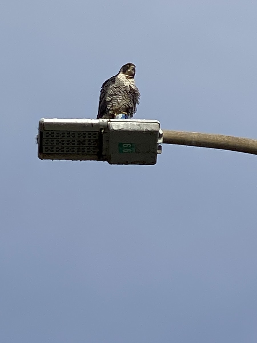 Peregrine Falcon - ML514997141