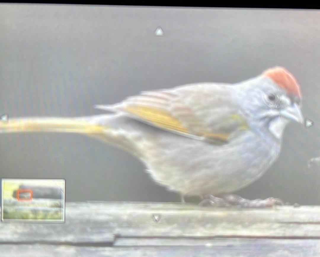 Green-tailed Towhee - Linda kuhn