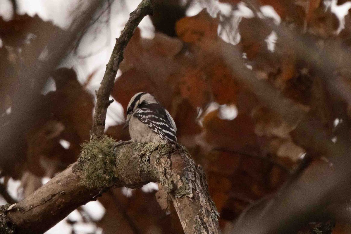 Hairy Woodpecker (Eastern) - ML514998731