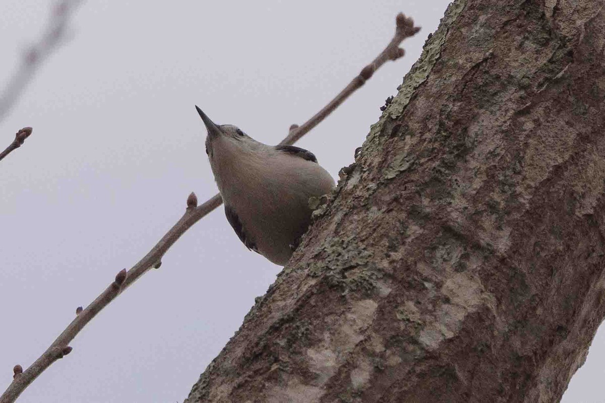 Sittelle à poitrine blanche (carolinensis) - ML514999391