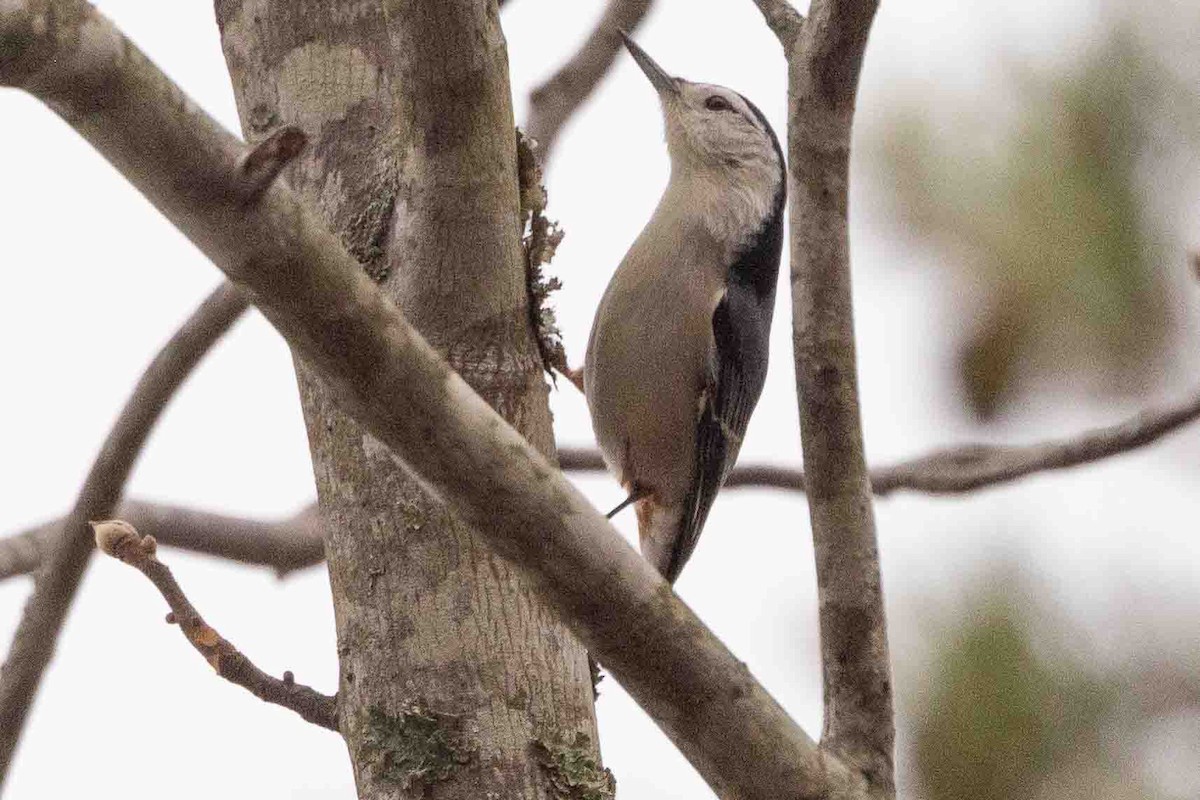 White-breasted Nuthatch (Eastern) - ML514999401