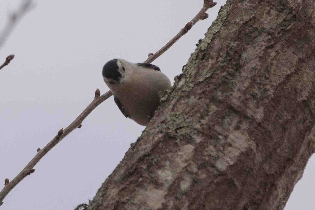 Sittelle à poitrine blanche (carolinensis) - ML514999411