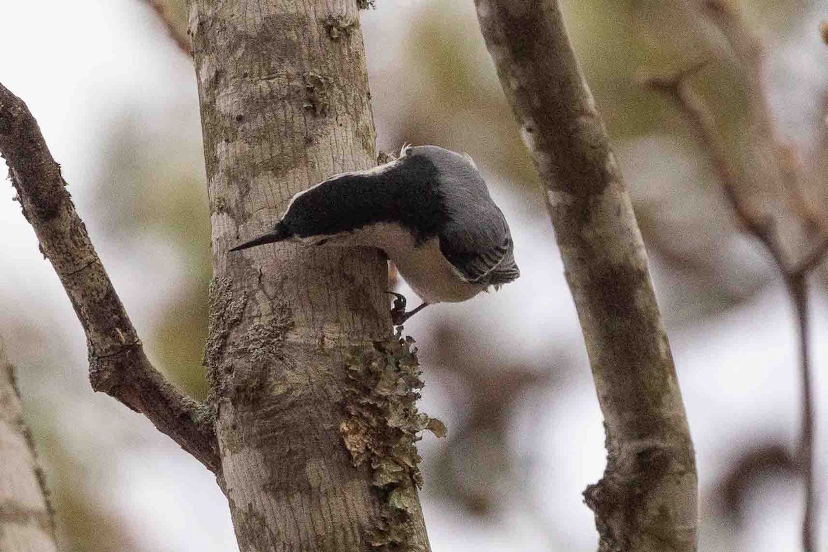 White-breasted Nuthatch (Eastern) - ML514999421