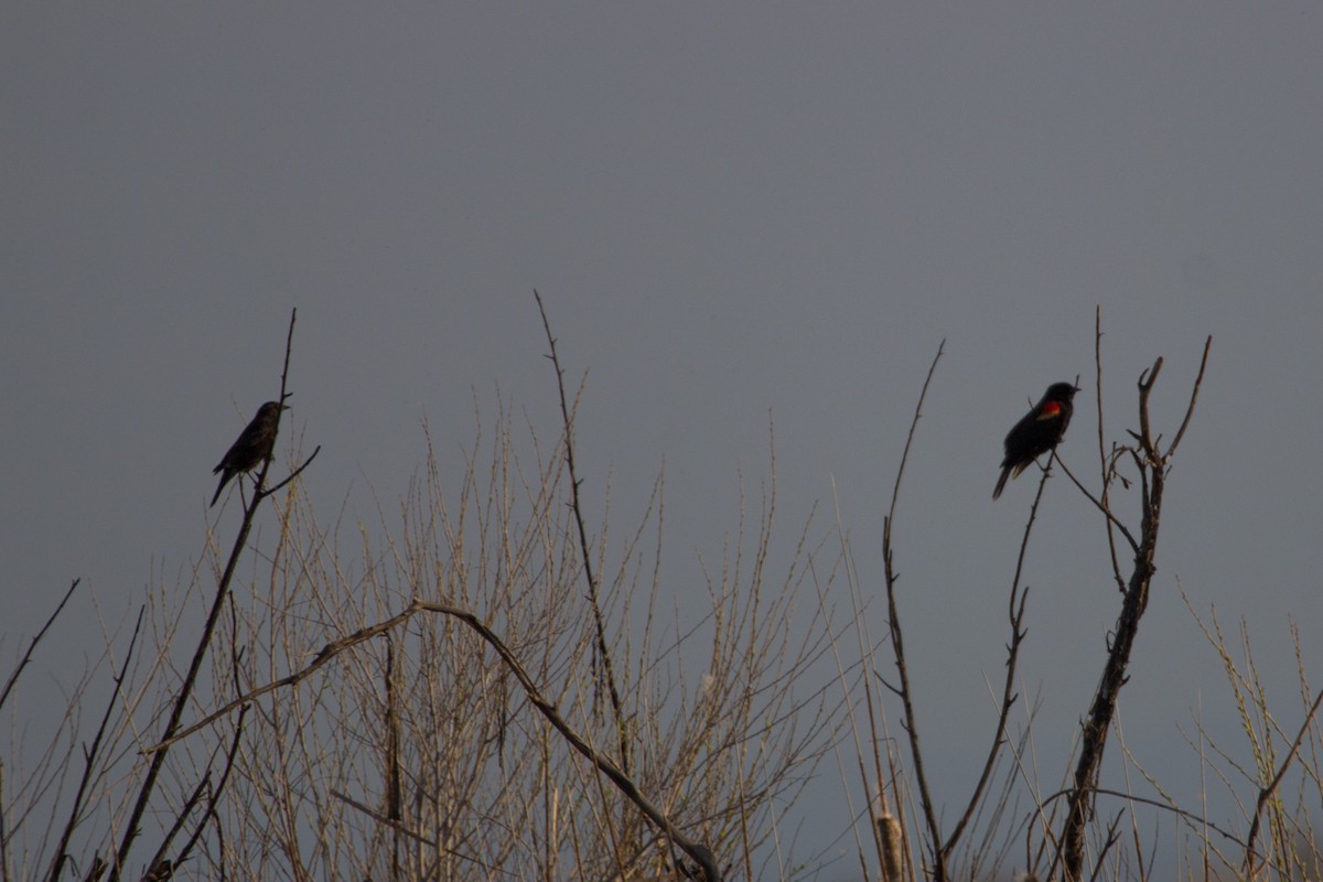 blackbird sp. - Lindy Fung