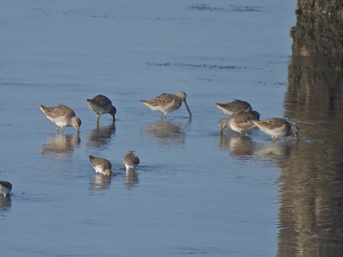 Long-billed Dowitcher - ML515001001