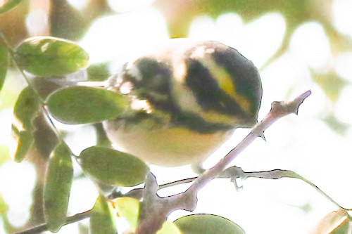 Black-throated Gray x Townsend's Warbler (hybrid) - Andy Lazere
