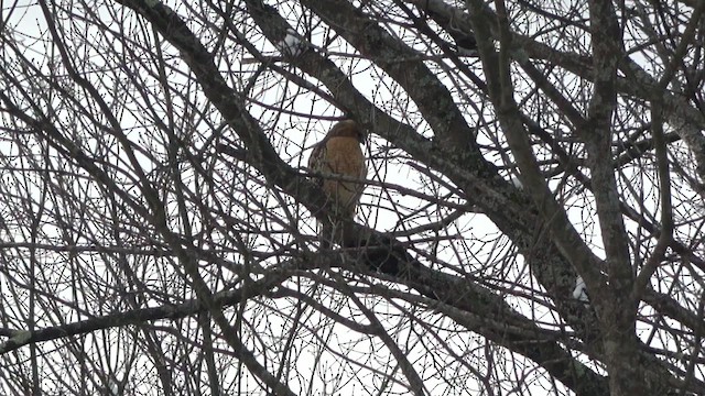 Red-shouldered Hawk - ML515004591