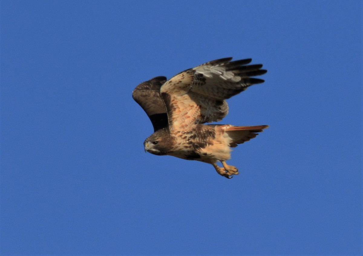 ML515005611 - Red-tailed Hawk (calurus/abieticola) - Macaulay Library