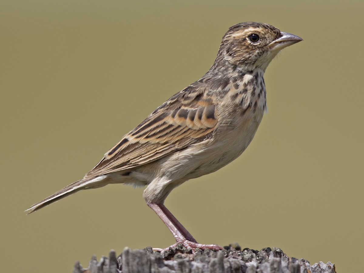 Singing Bushlark (Australasian) - ML51500731