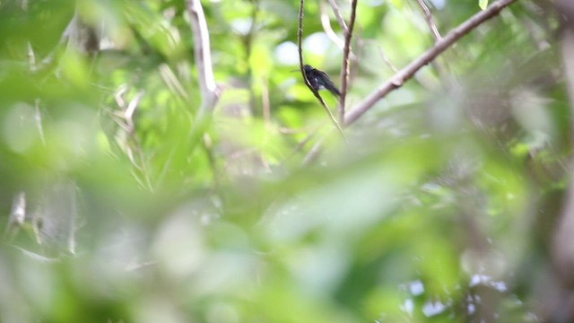 Colibrí Ventrizafiro - ML515007391