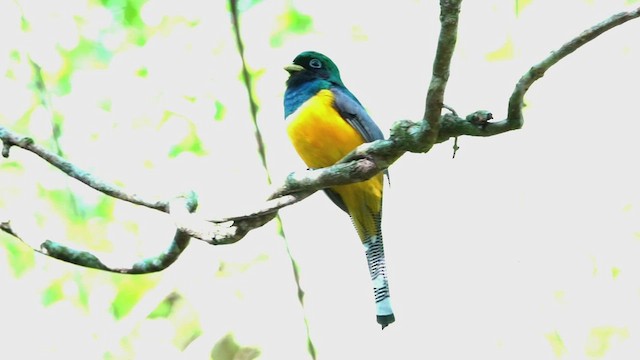 Atlantic Black-throated Trogon - ML515007991