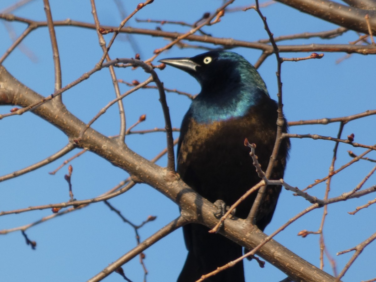 Common Grackle - ML515008181