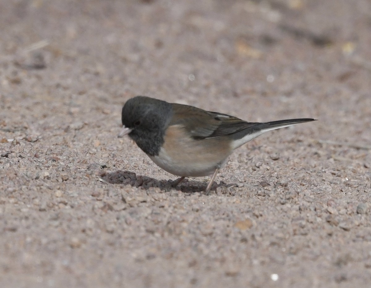 Junco Ojioscuro (grupo oreganus) - ML515011381