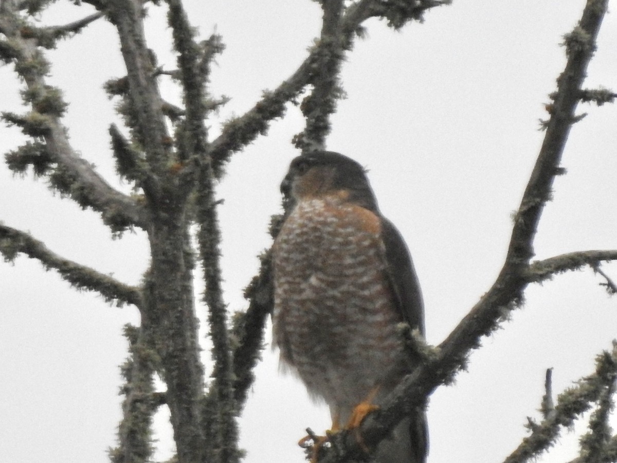 Sharp-shinned Hawk - Kathryn McAleese