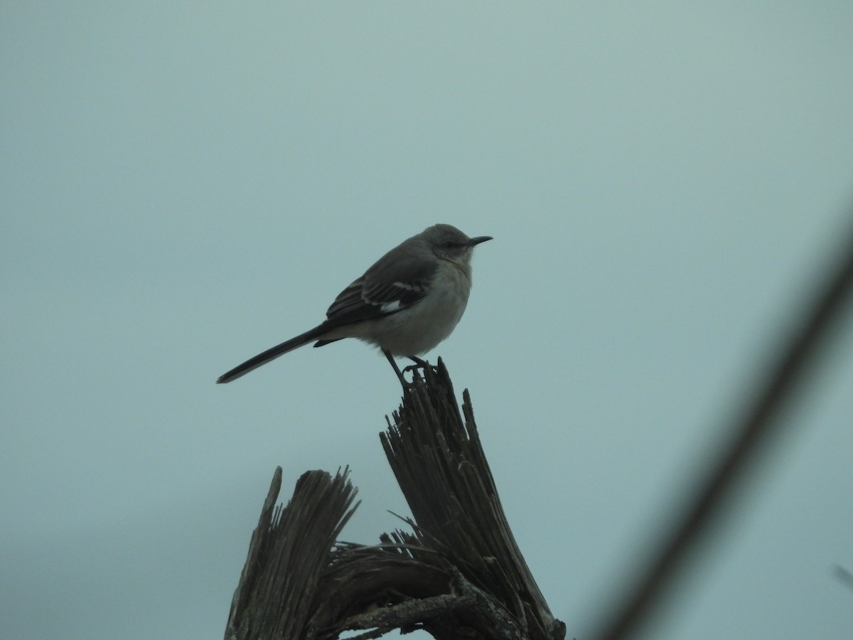 Northern Mockingbird - ML515012851