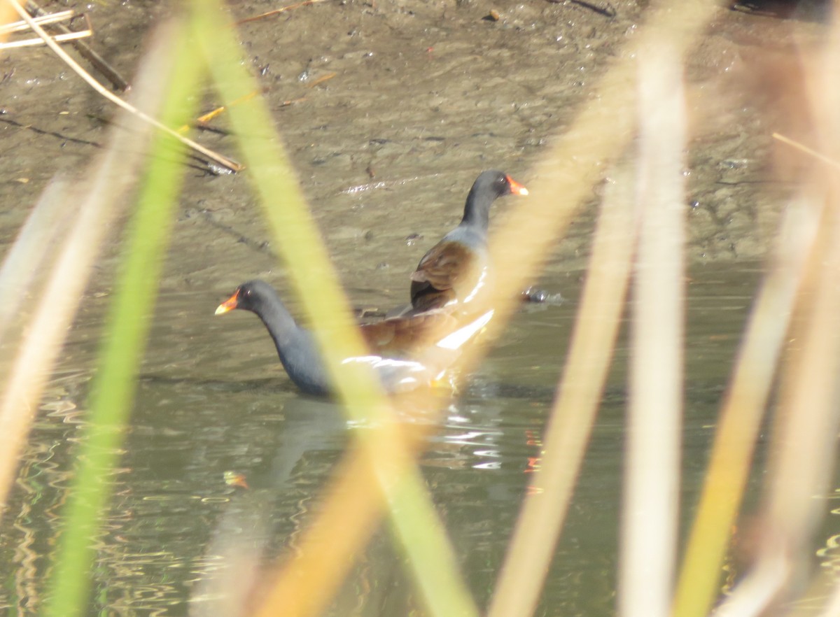 Common Gallinule - Aidan Sinha