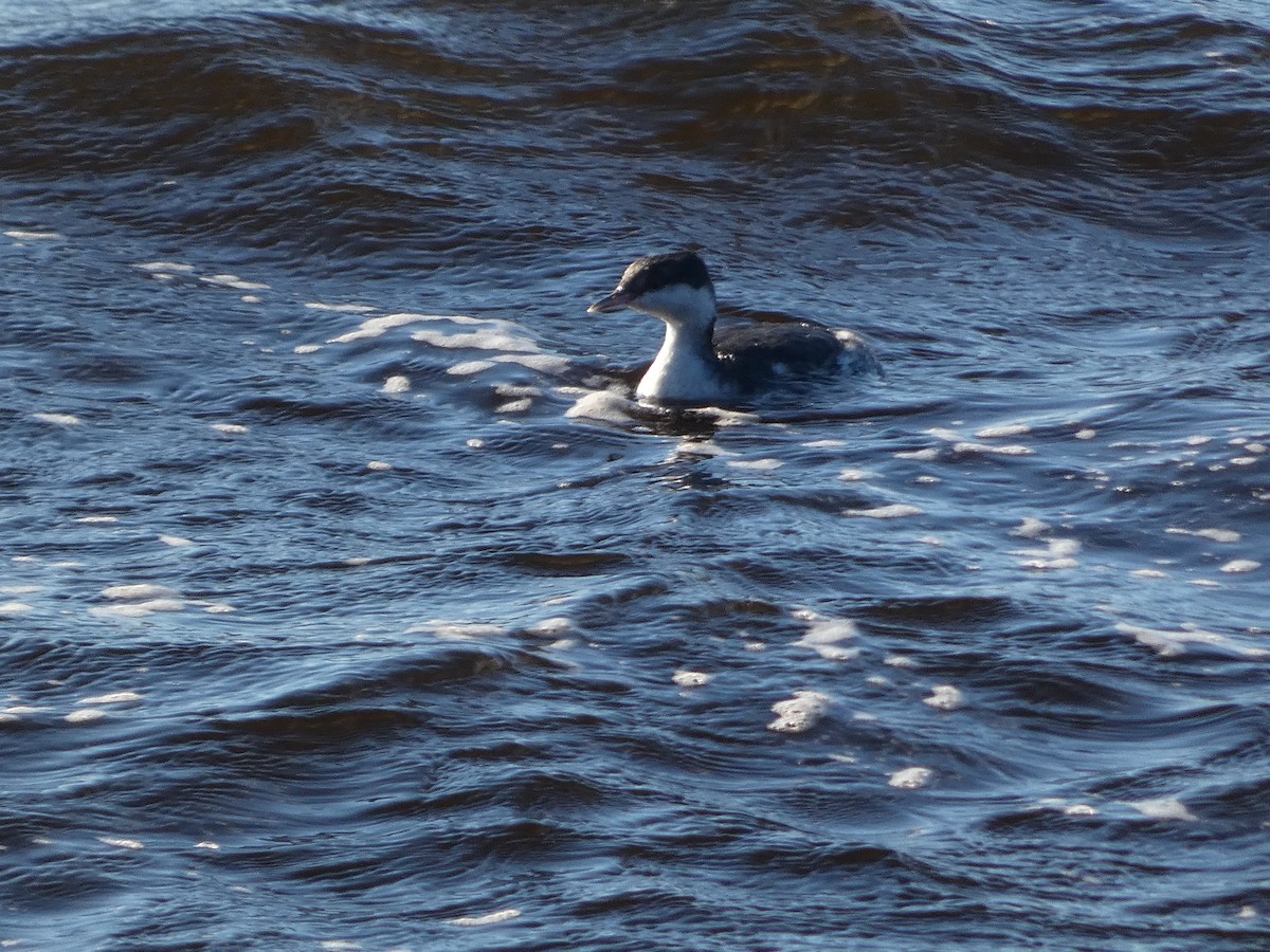 Horned Grebe - ML515013941