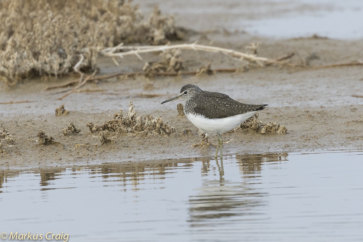 Green Sandpiper - ML51501621