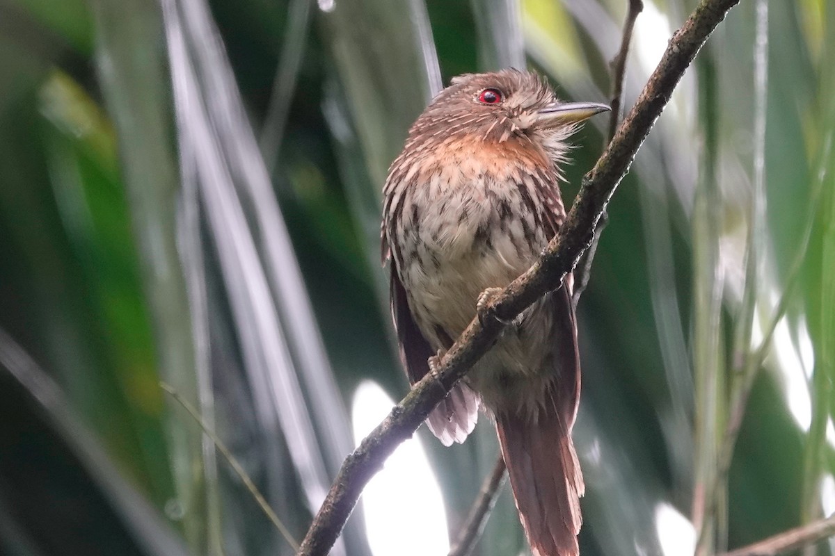 White-whiskered Puffbird - ML515016701