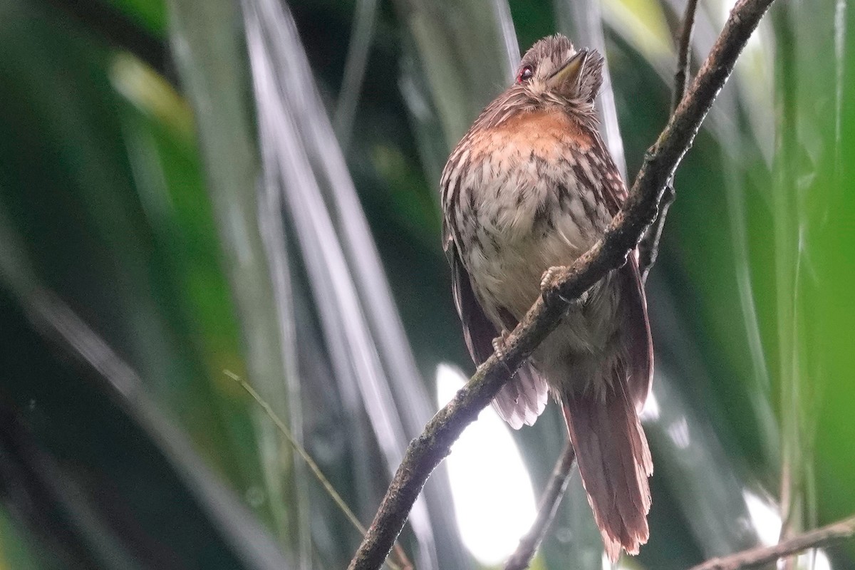 White-whiskered Puffbird - ML515016841