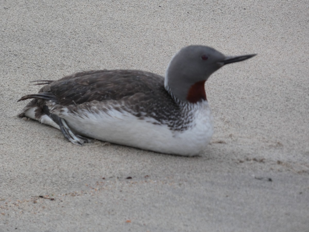 Red-throated Loon - ML515020291