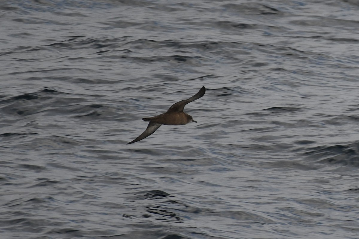 Sooty Shearwater - ML515021011