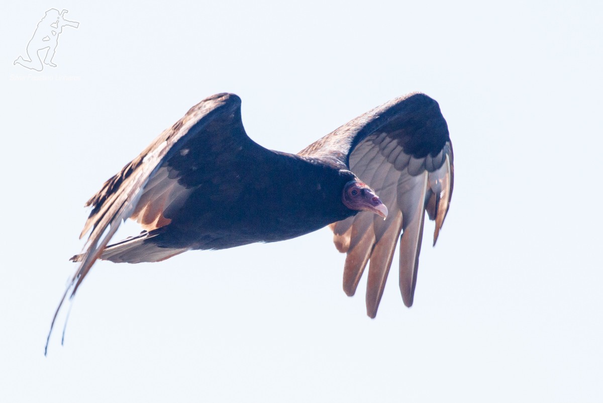 Turkey Vulture - Silvia Faustino Linhares