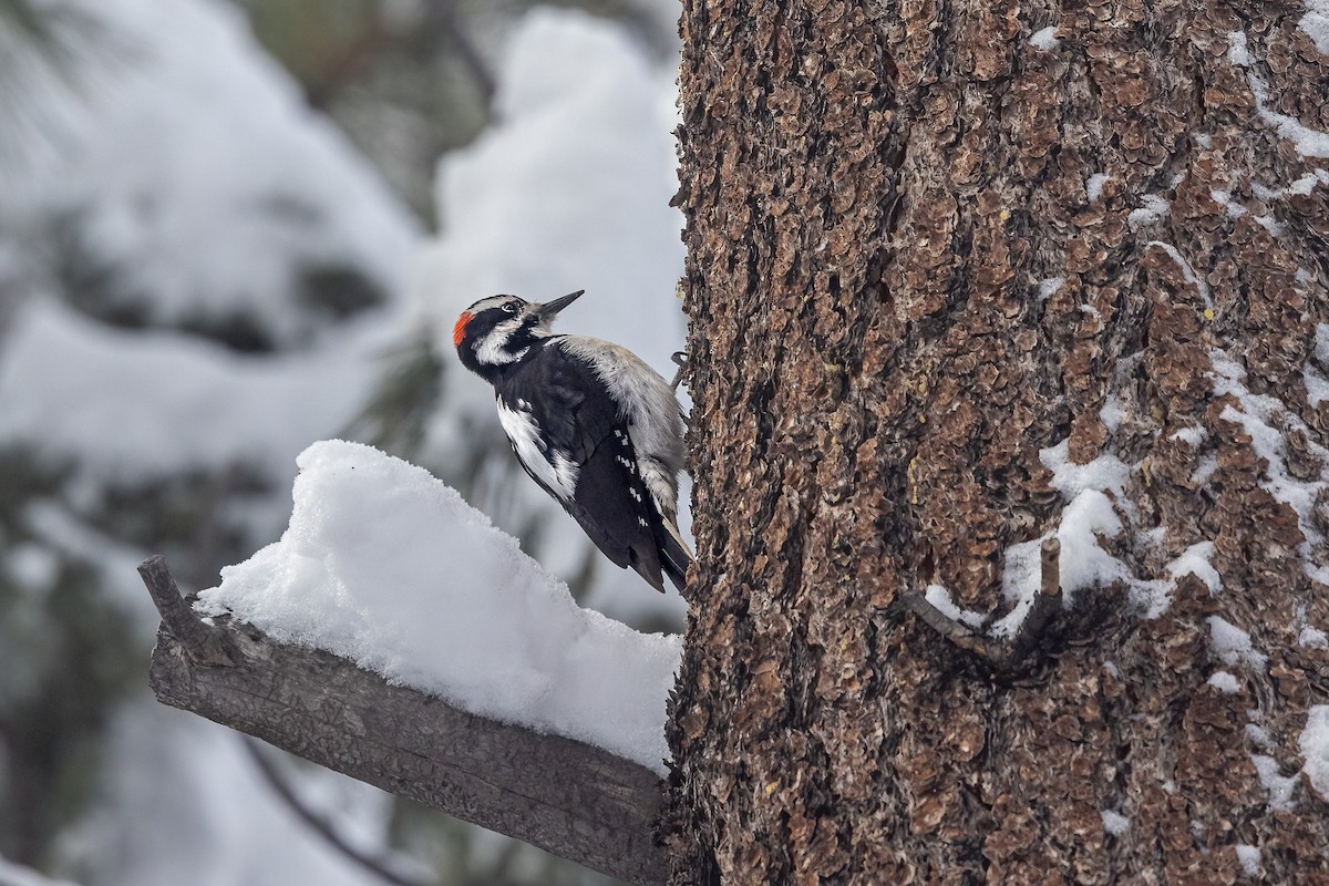 Hairy Woodpecker - Ken Drozd