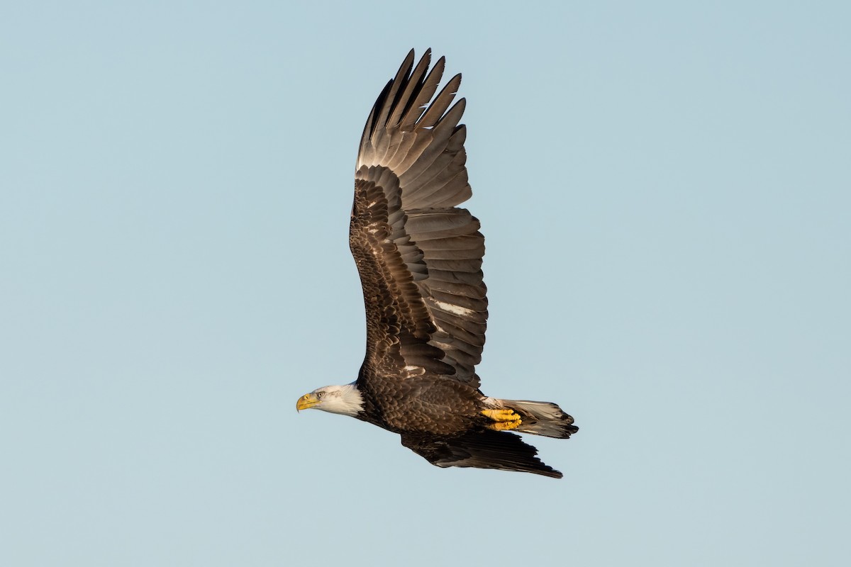 Bald Eagle - ML515023921