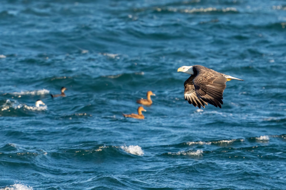 Bald Eagle - ML515024081