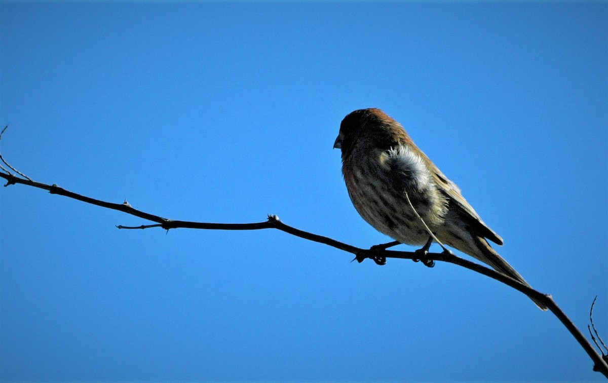 House Finch - ML515024401