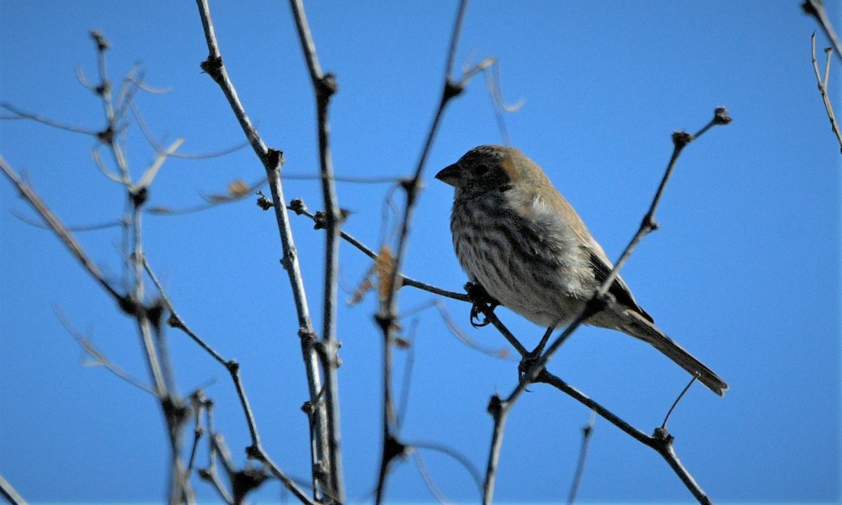 House Finch - ML515024411