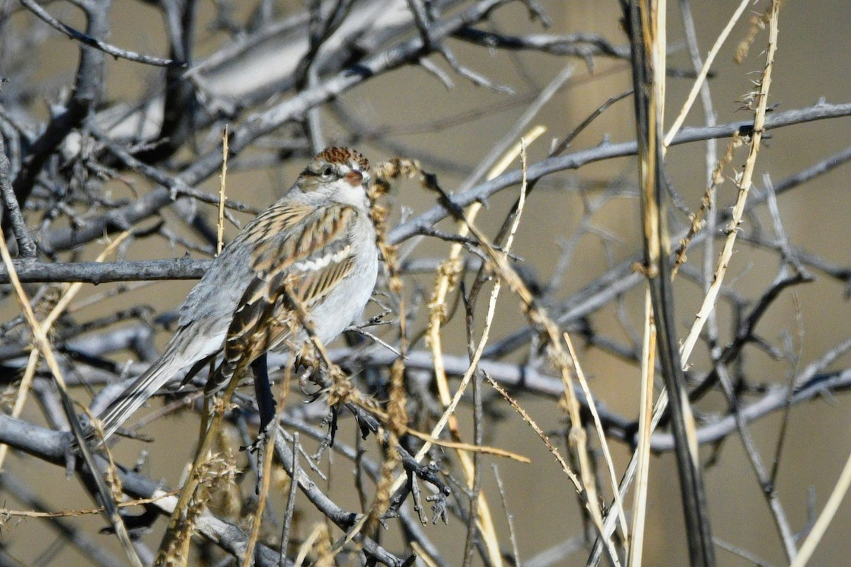 Chipping Sparrow - ML515024521