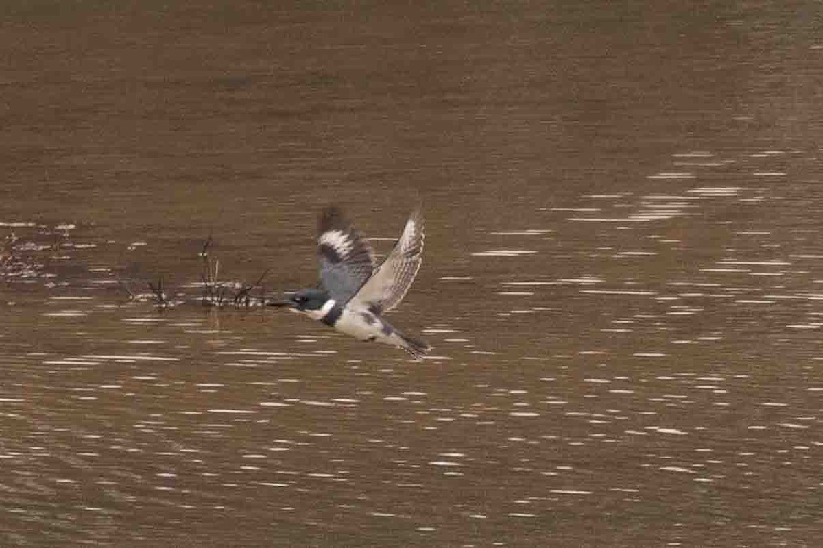 Belted Kingfisher - Ann Van Sant