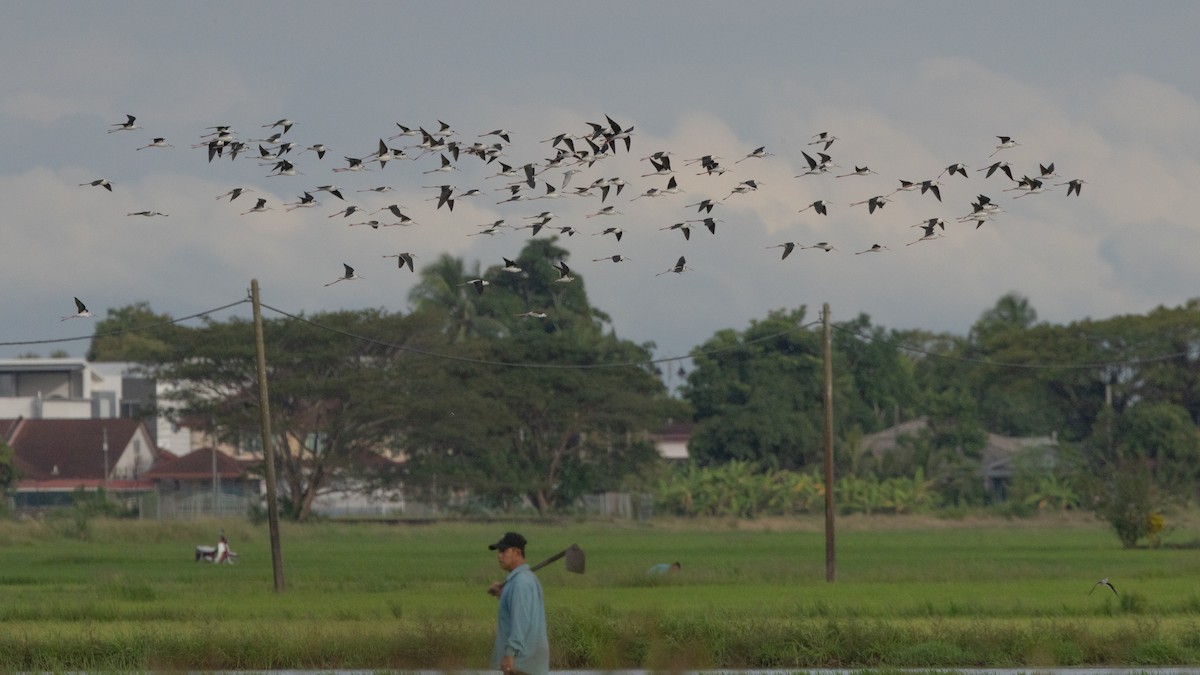 Black-winged Stilt - ML515025031