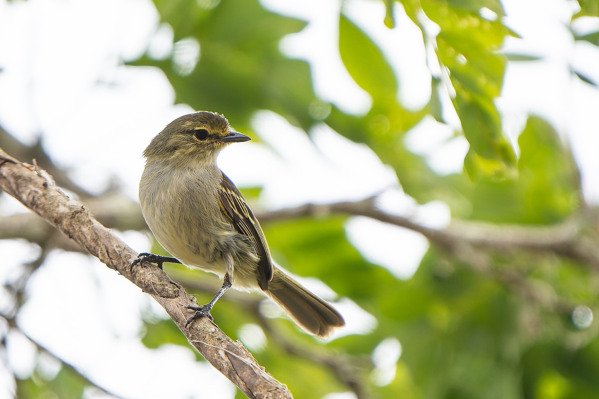 Peruvian Tyrannulet (Loja) - William Hemstrom
