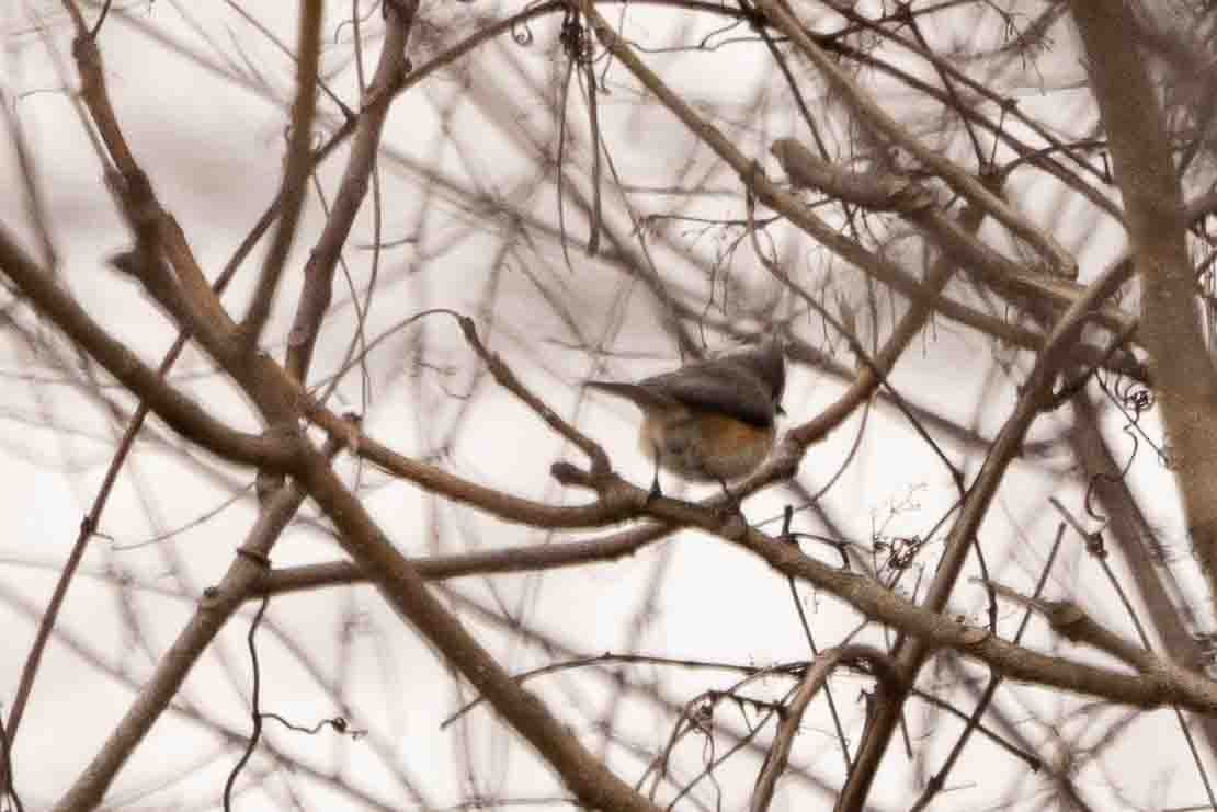 Tufted Titmouse - ML515026551