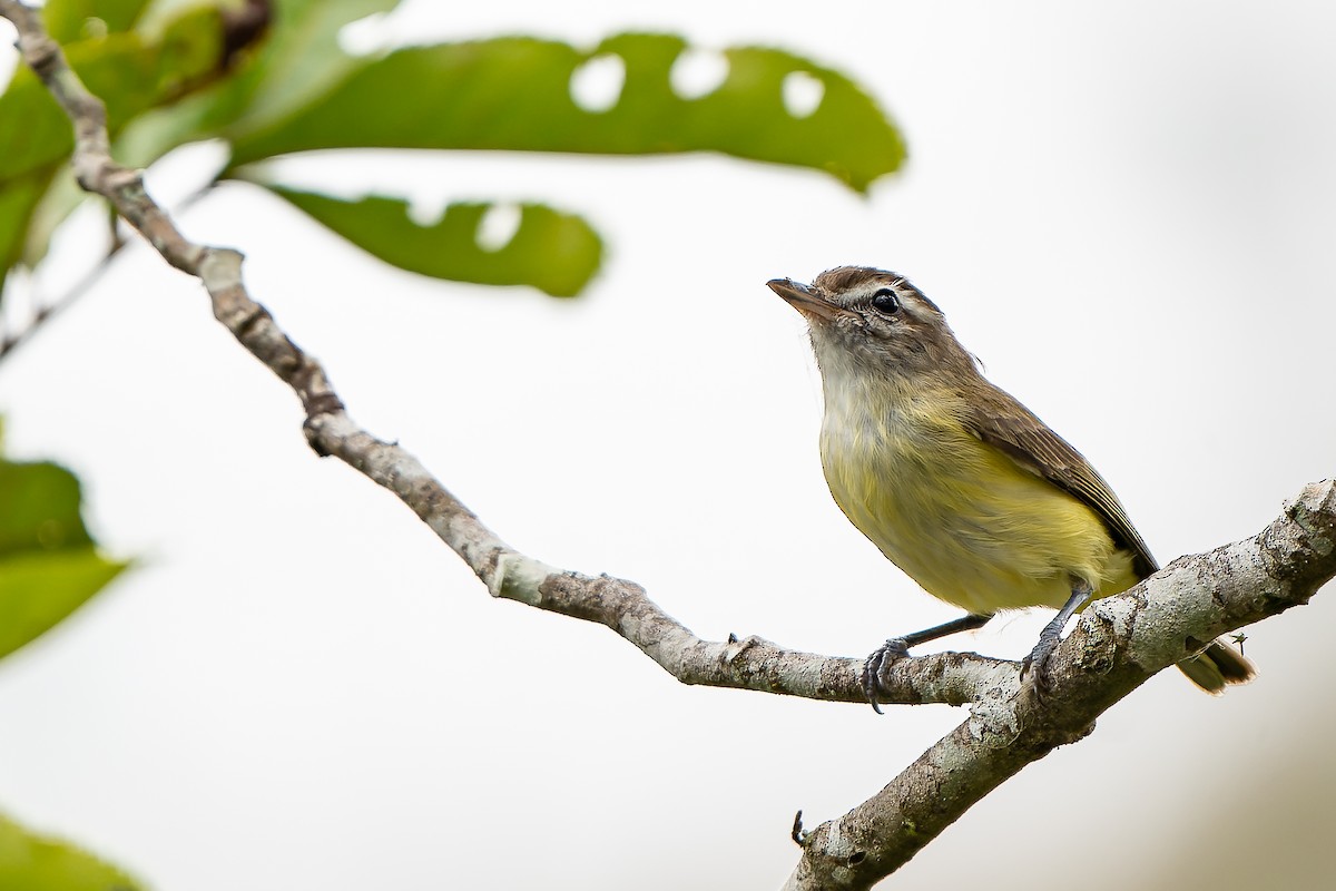 Brown-capped Vireo - ML515026601