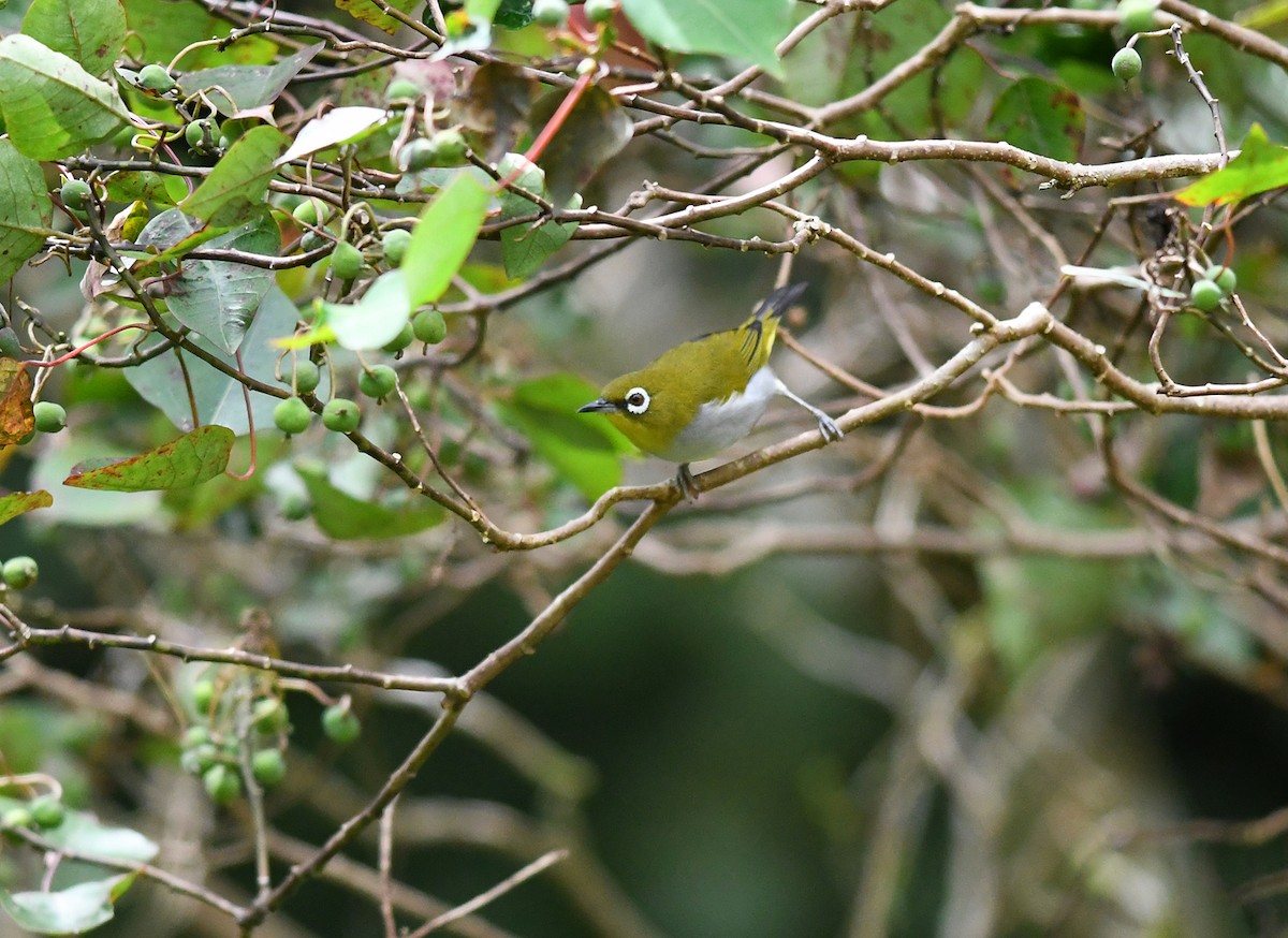 Hume's White-eye - ML515028121