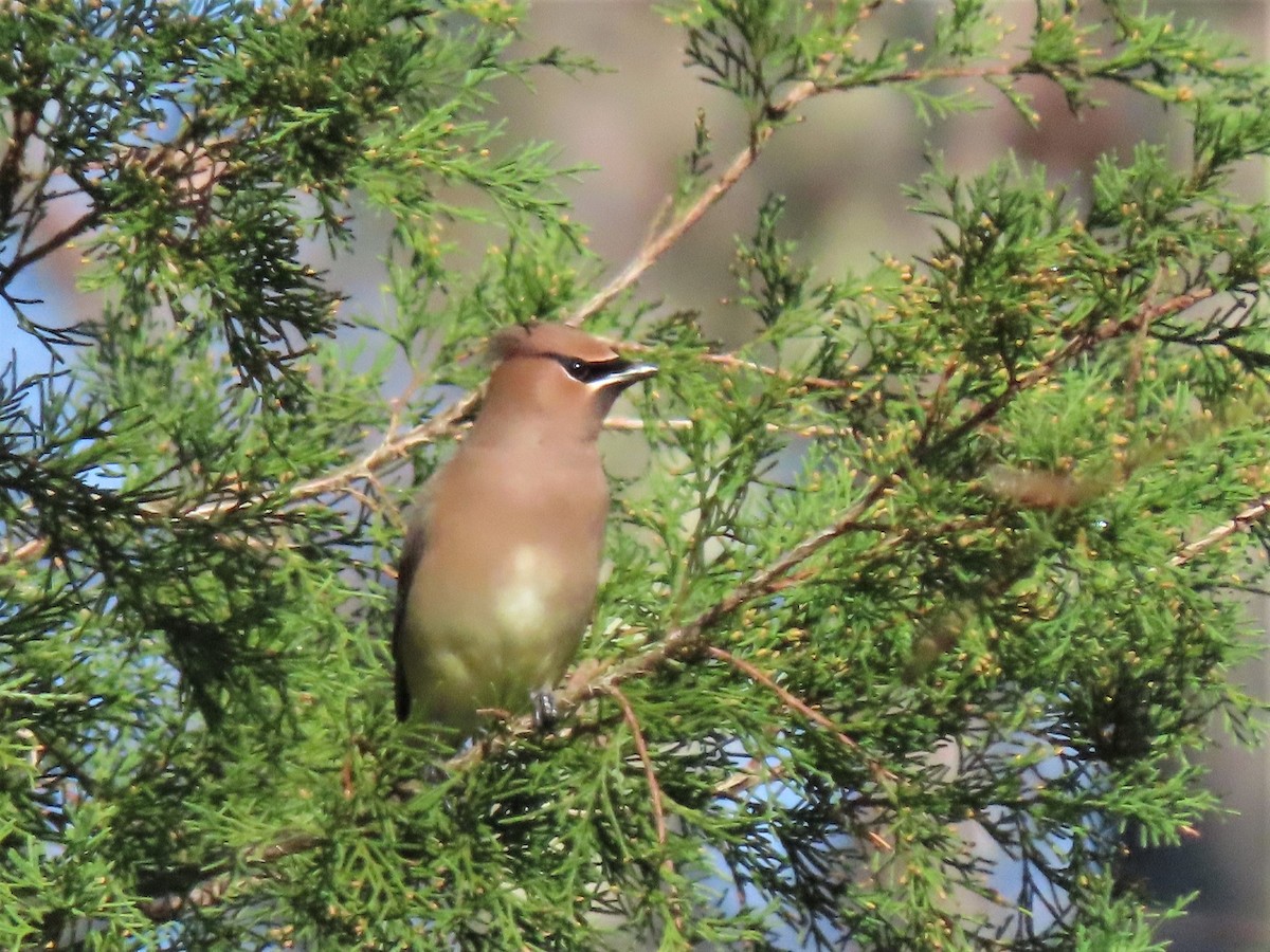 Cedar Waxwing - ML515028711